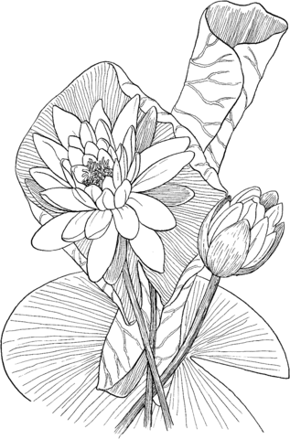 Nymphaea Odorata Or Fragrant Water Lily Coloring Page